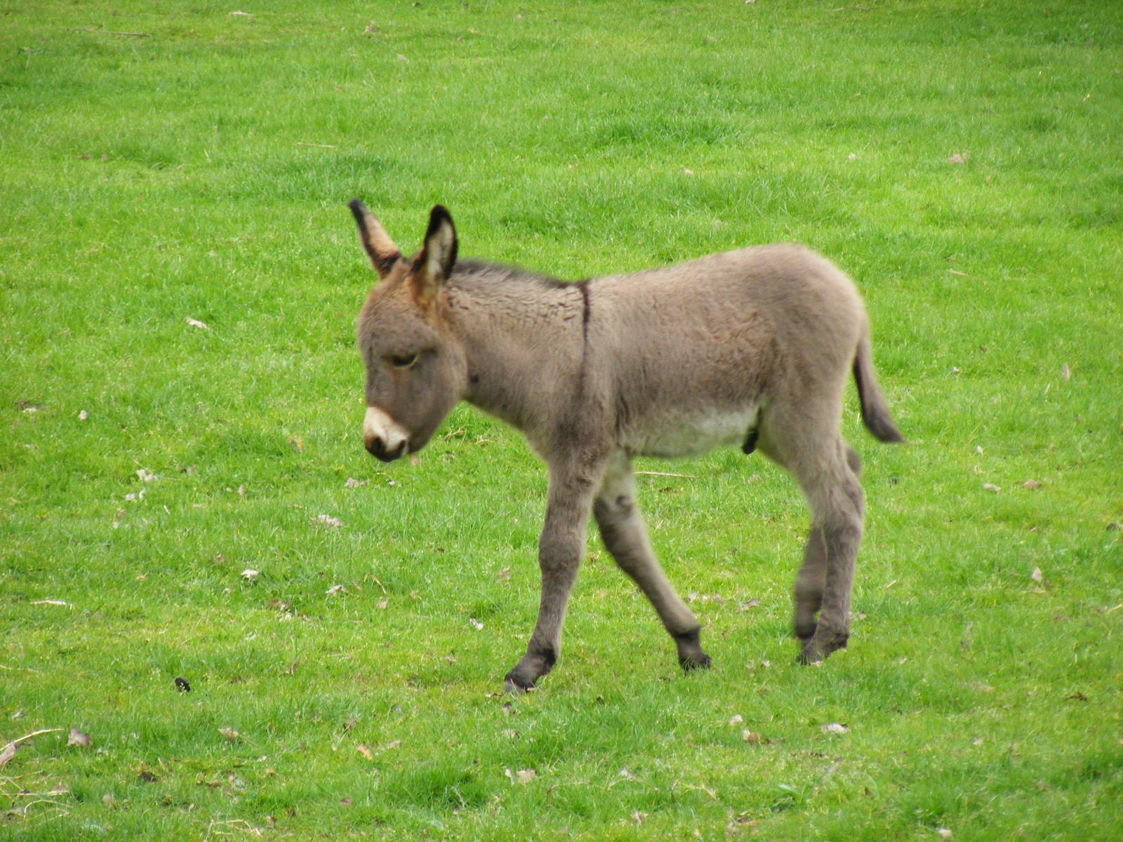 Donkey foal at Blair Drummond Safari Park, 19 May 2010