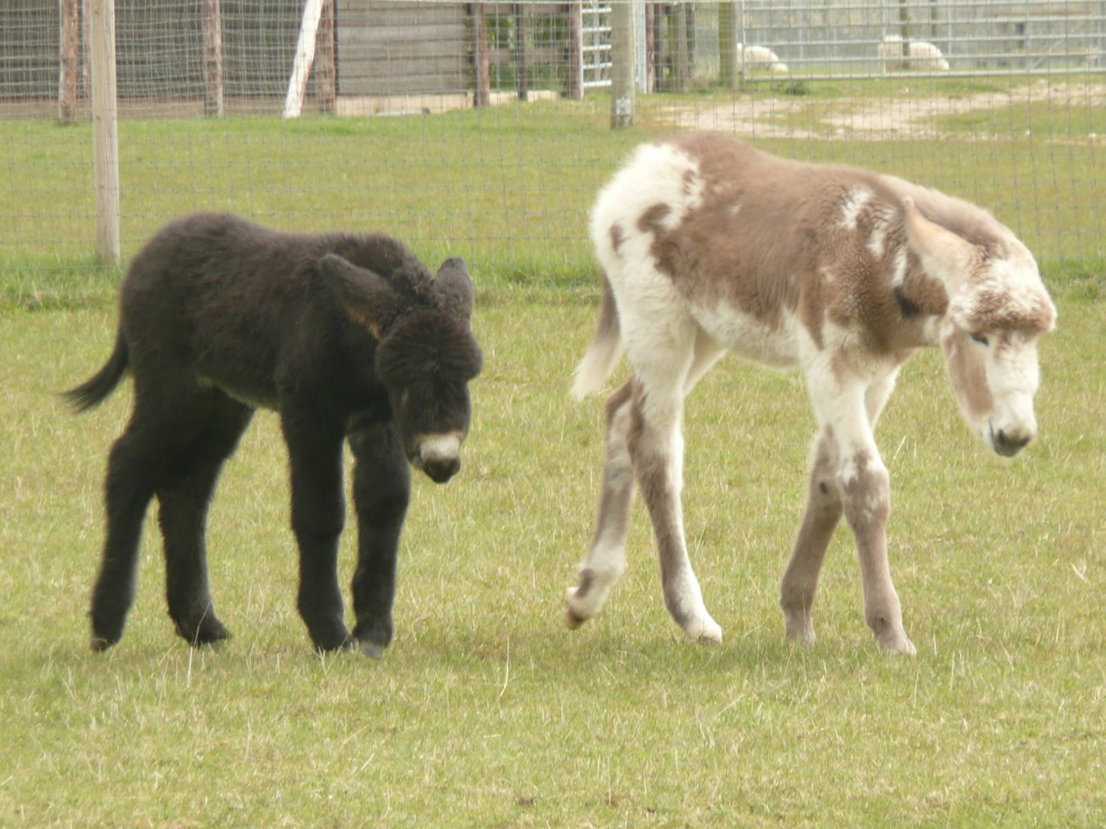 Donkey foals - Poitou and Mammoth Jackstock