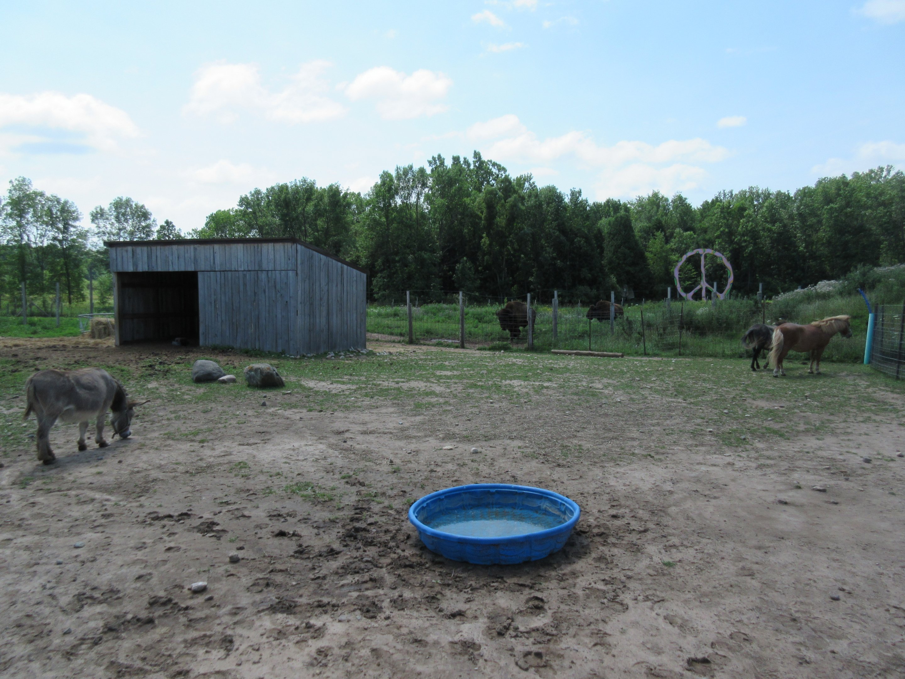 Donkey/Goat/Horse Exhibit (with Bison in background)