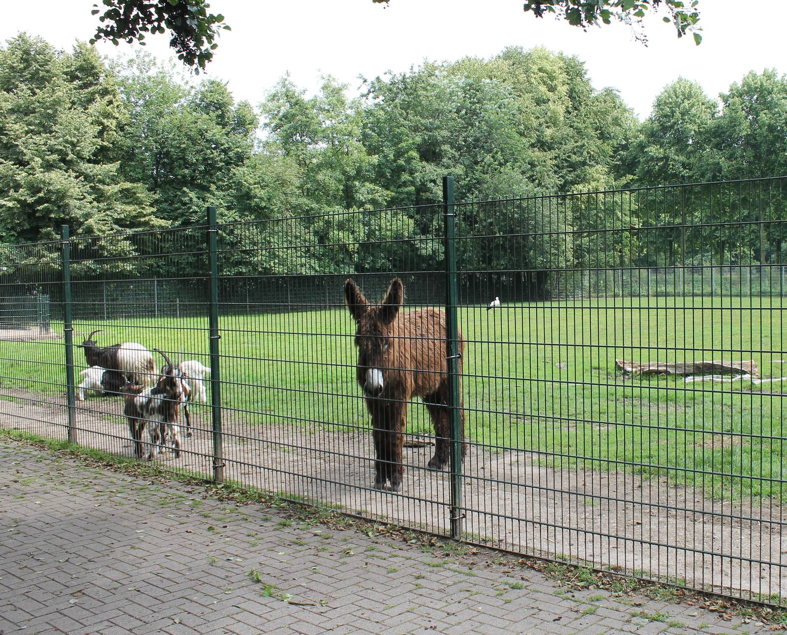 Donkey, goats and wild European white stork