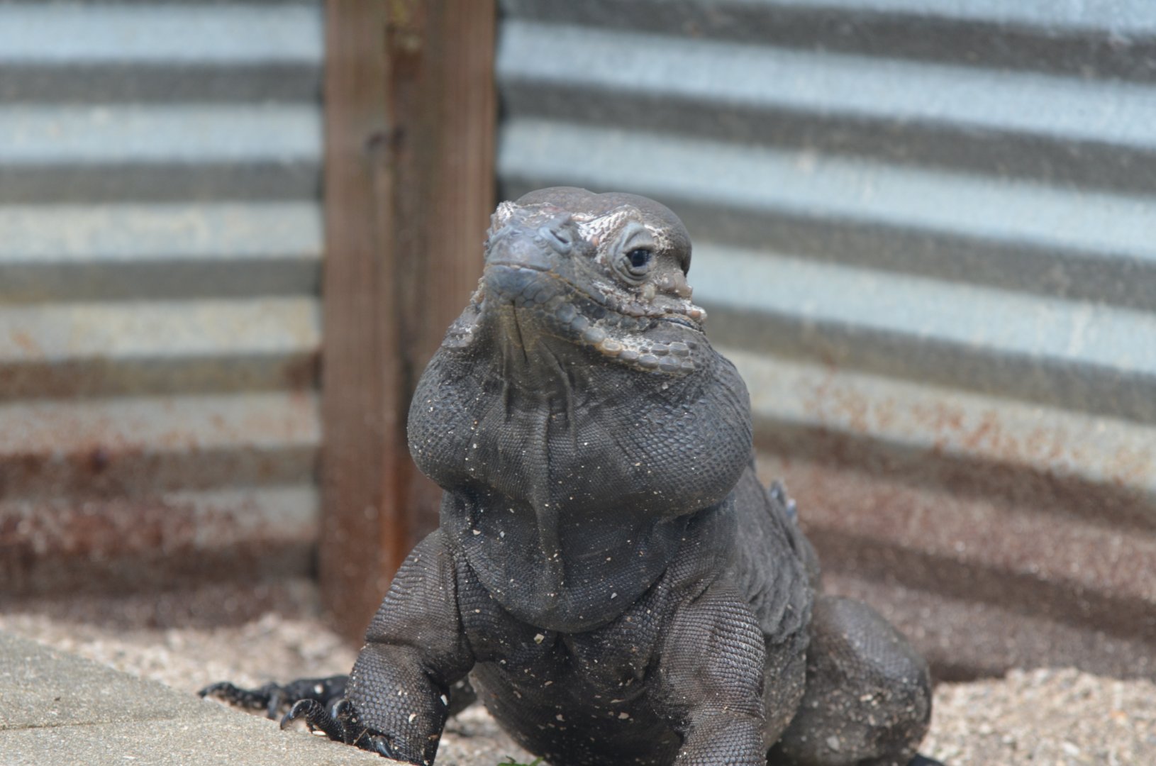 Donkey Kong the Rhinoceros Iguana