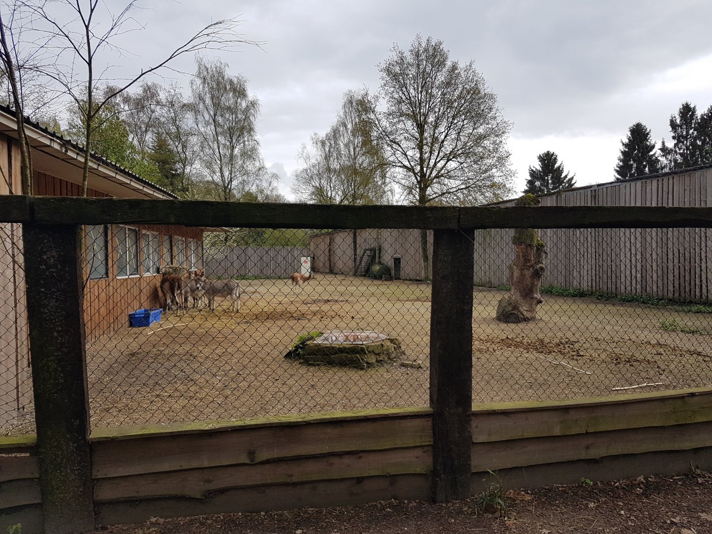 Donkey - Llama-enclosure