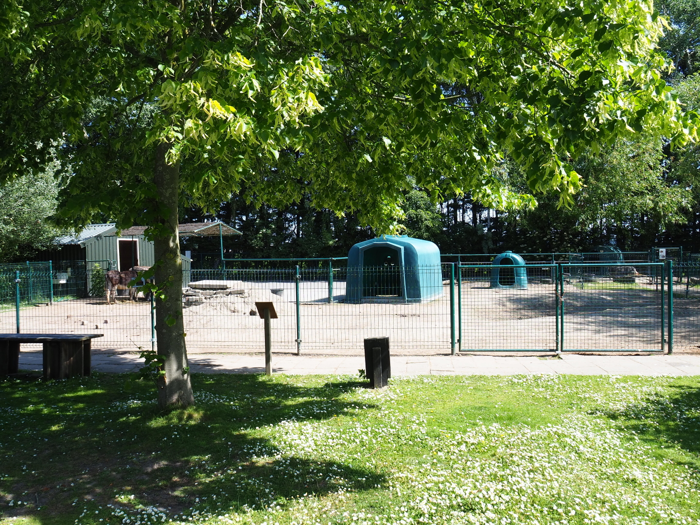 Donkey paddock, 2019-06-01