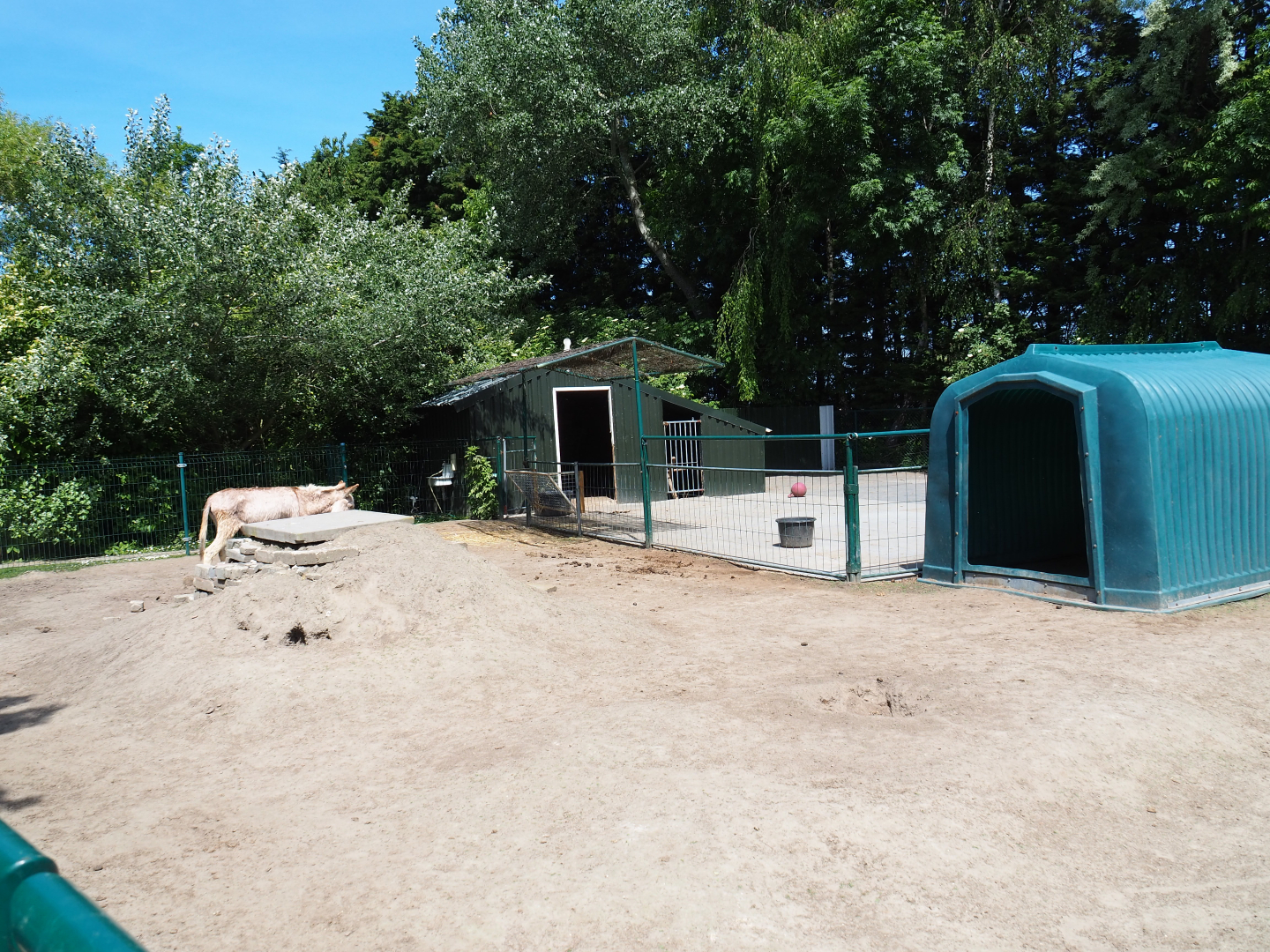 Donkey paddock, 2019-06-01