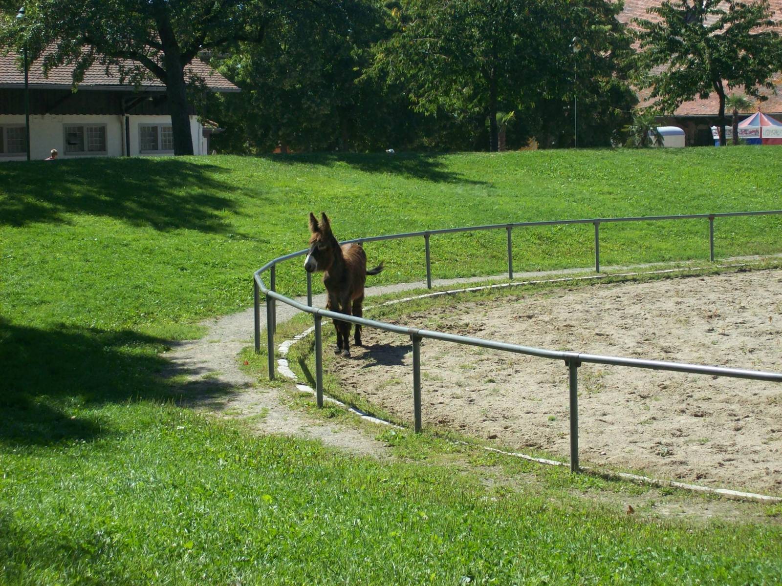 donkey paddock
