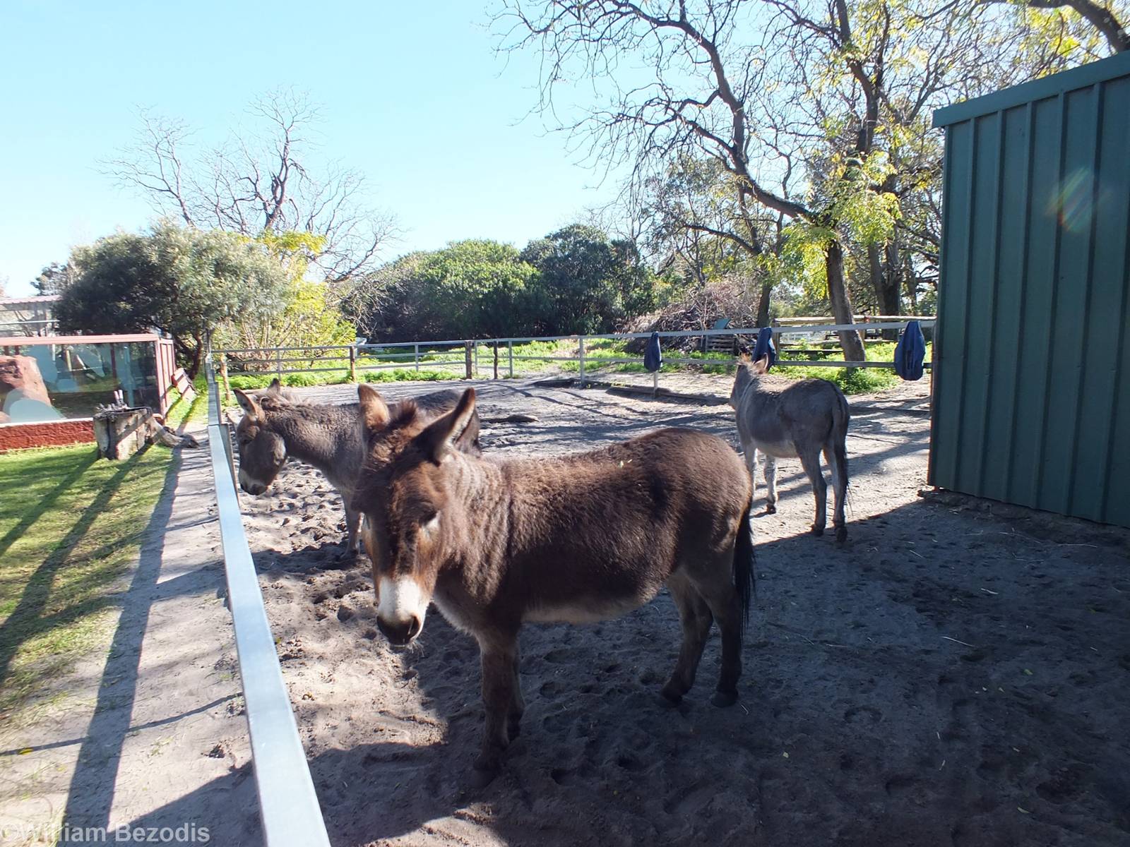 Donkey Paddock