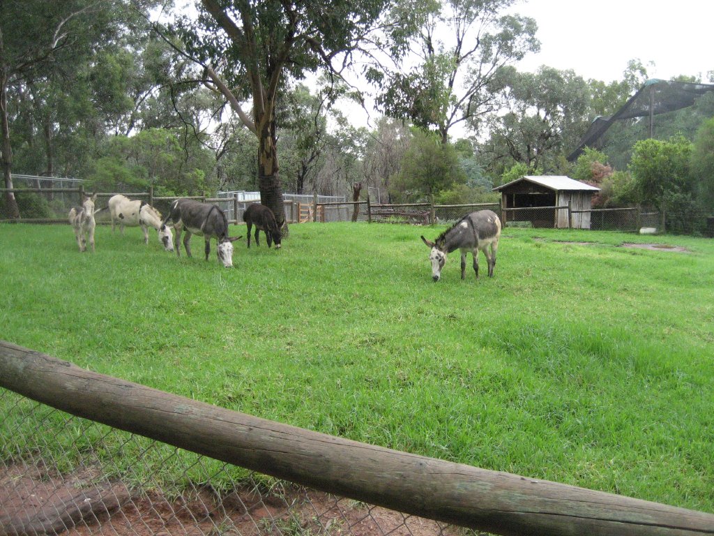 Donkey paddock