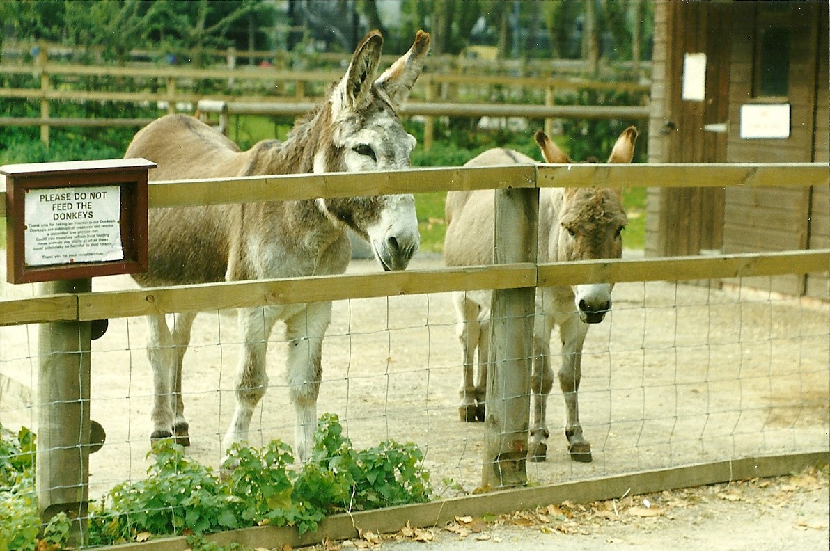 Donkey pen 30th October 1997