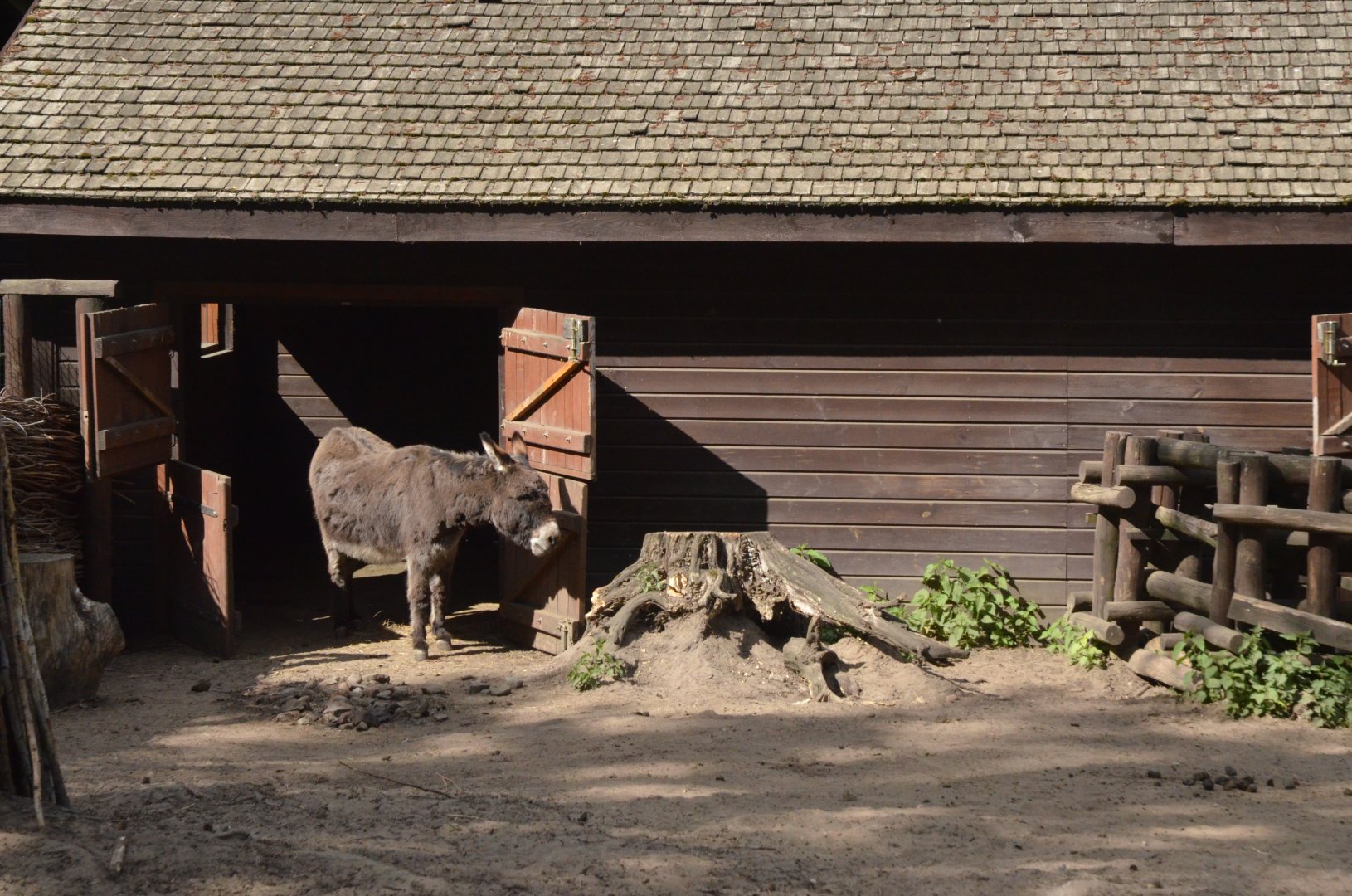 Donkey Stabling at Akcent Zoo Białystok, 08/05/19
