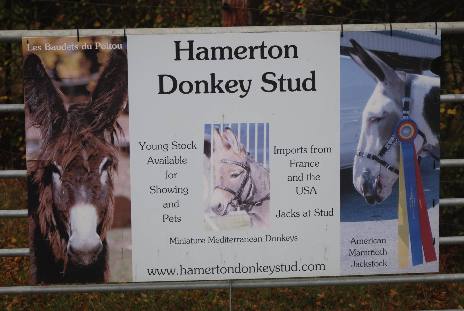 Donkey Stud Sign at Hamerton, 08/10/11