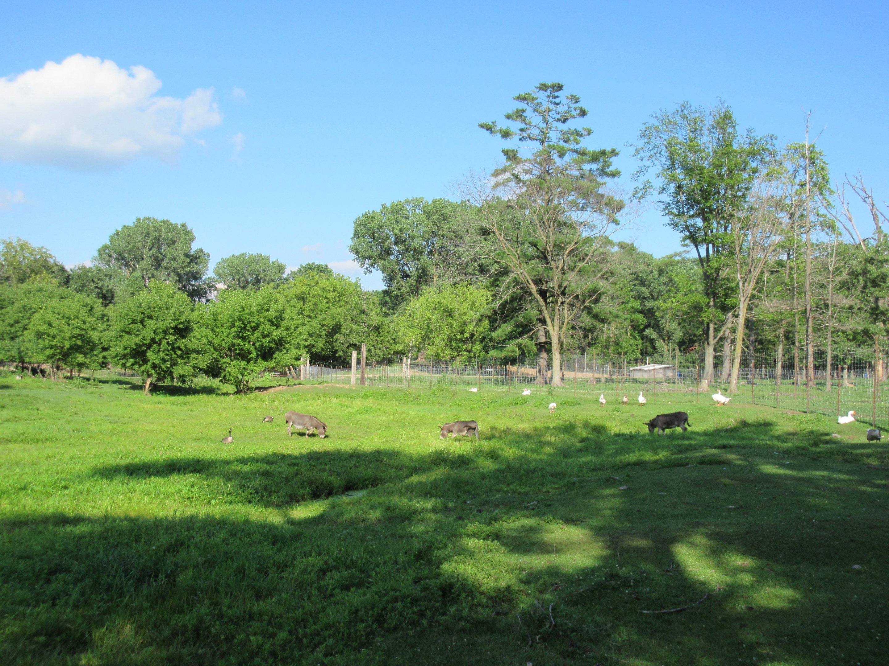 Donkey/Waterfowl Exhibit