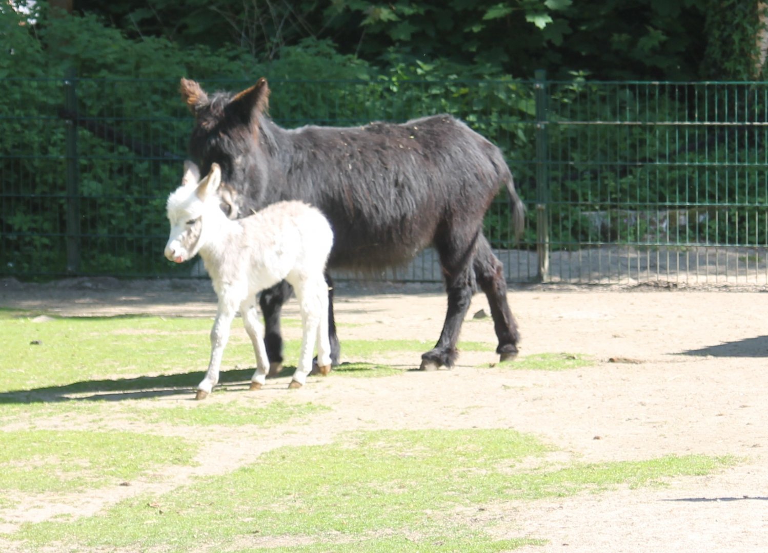 Donkey with foal