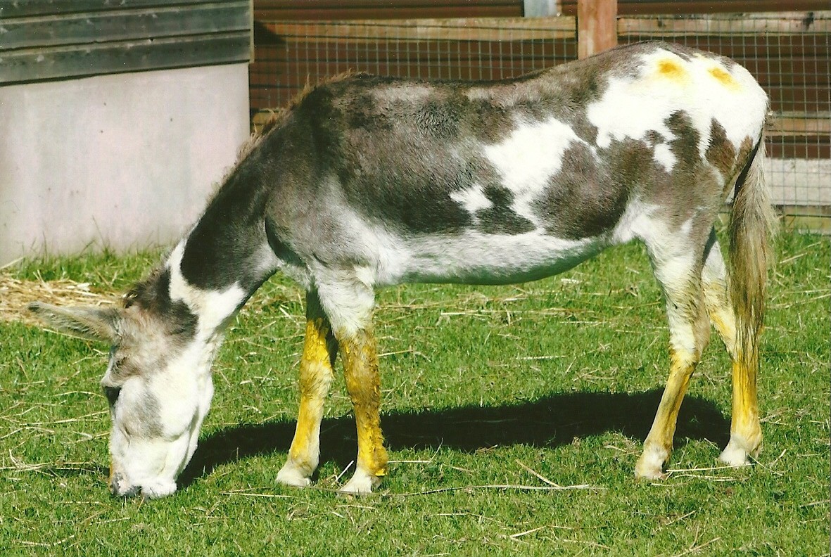 Donkey with sun cream 13th September 2012
