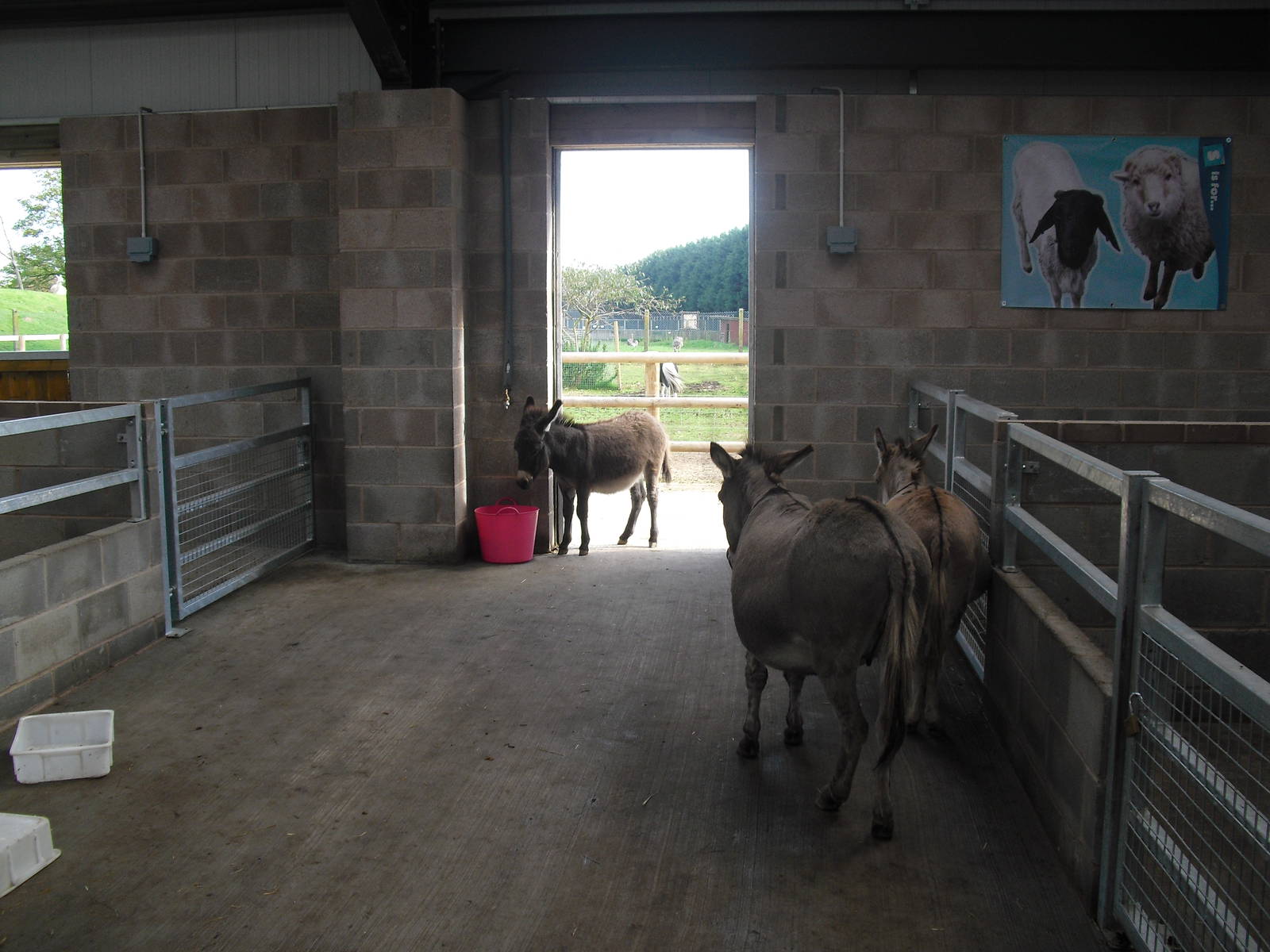 Donkeys - 01/10/2011