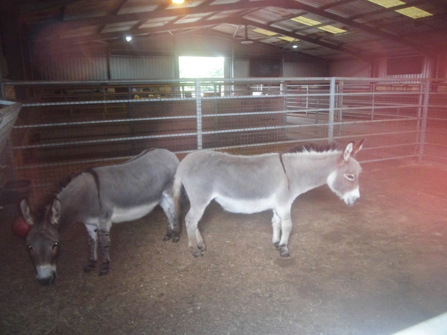 Donkeys 2