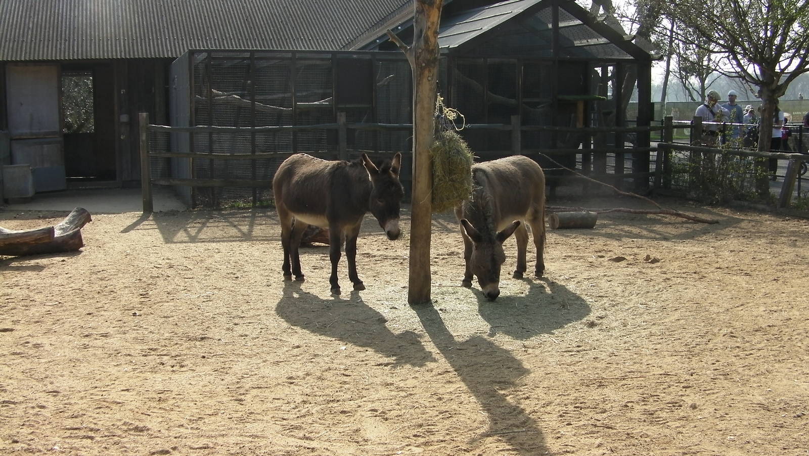 Donkeys - 24.03.2012