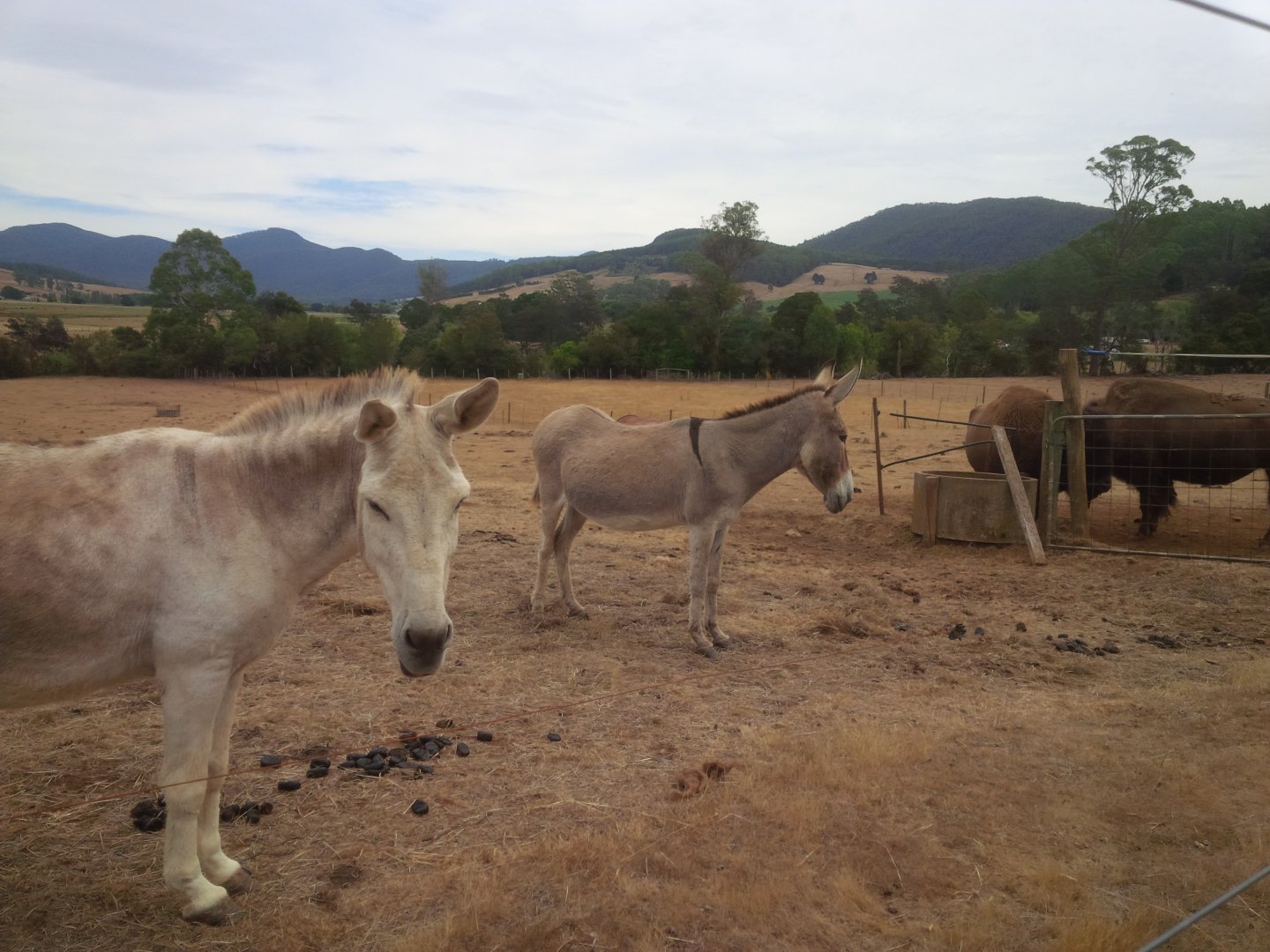 Donkeys and Bison