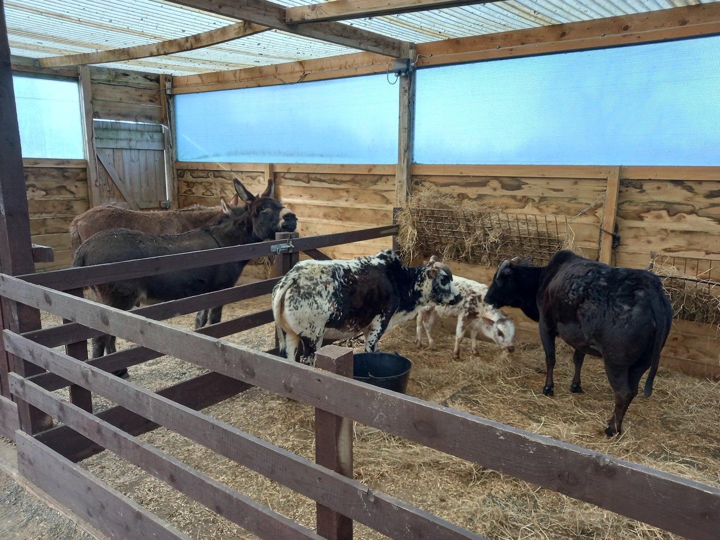 Donkeys and Dwarf Zebu