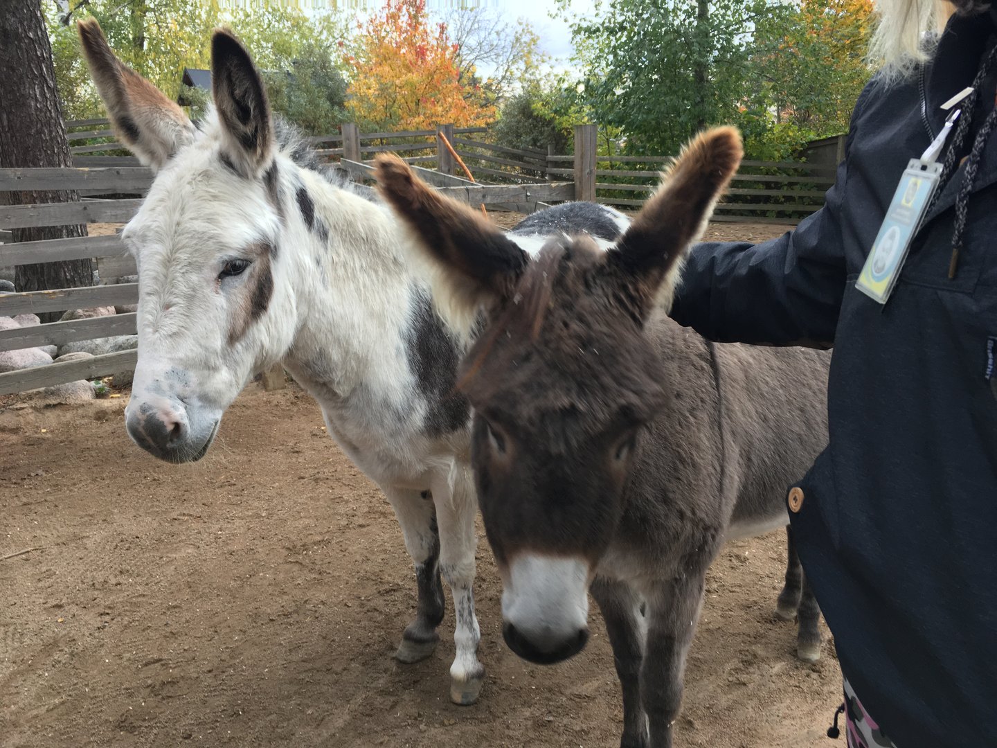 Donkeys at Koiramäen eläinpuisto (Särkänniemi's petting zoo)