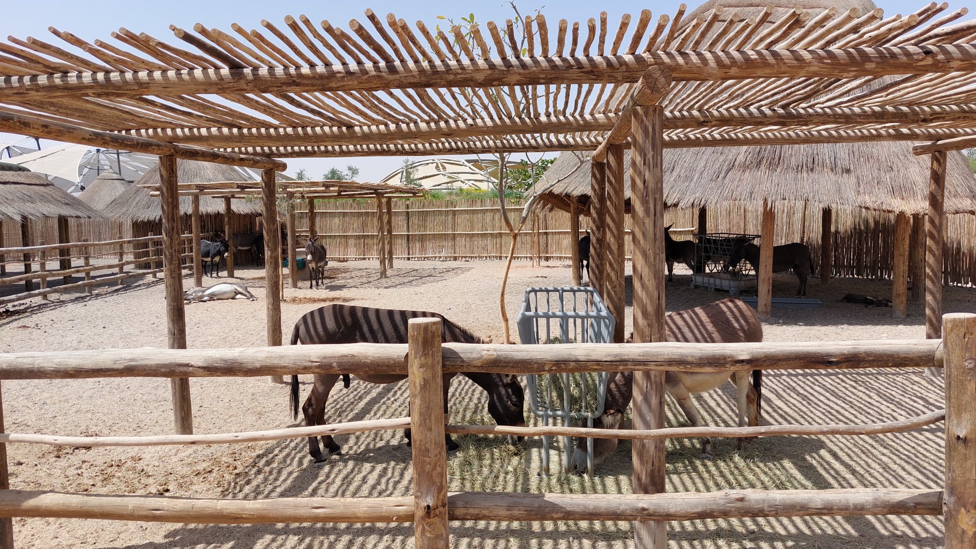 Donkeys at petting zoos