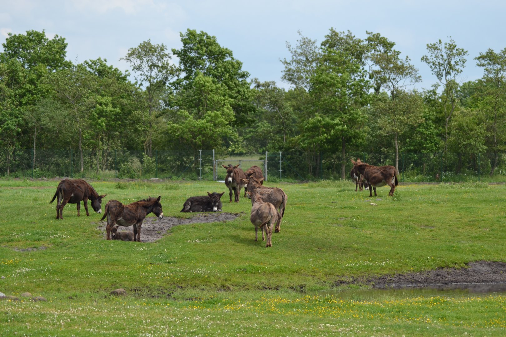 Donkeys in Givskud Zoo