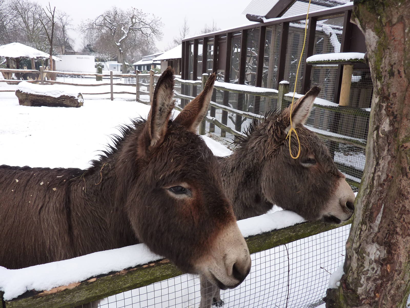 Donkeys in the snow