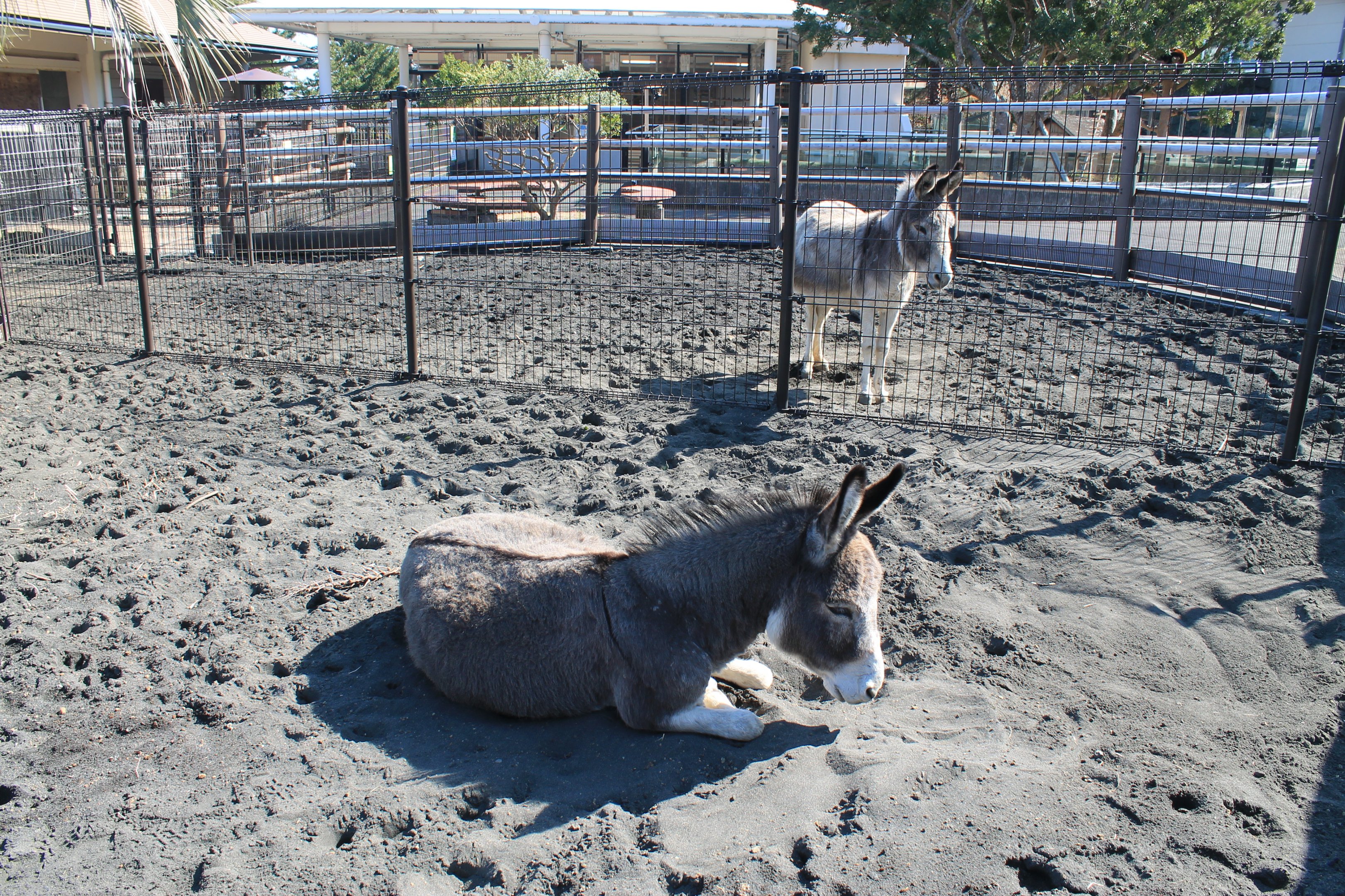Donkeys - Oshima Park Zoo