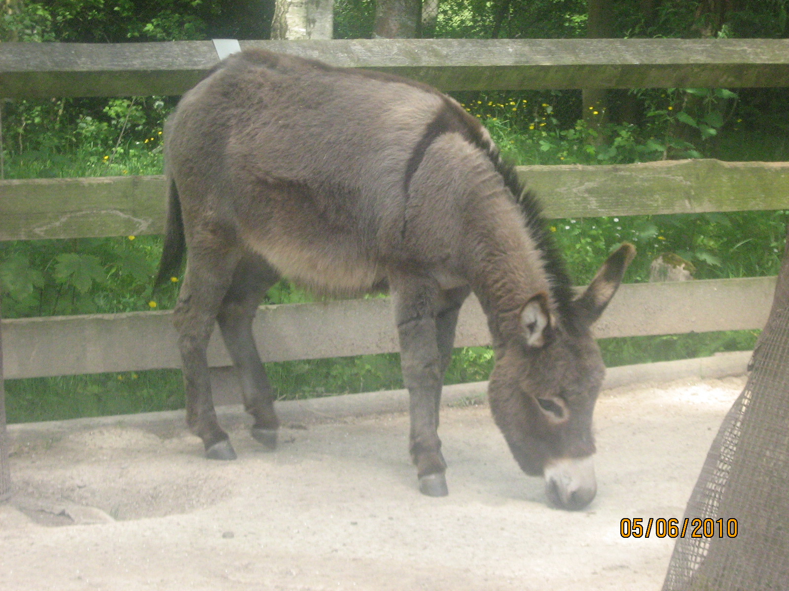 donkeys