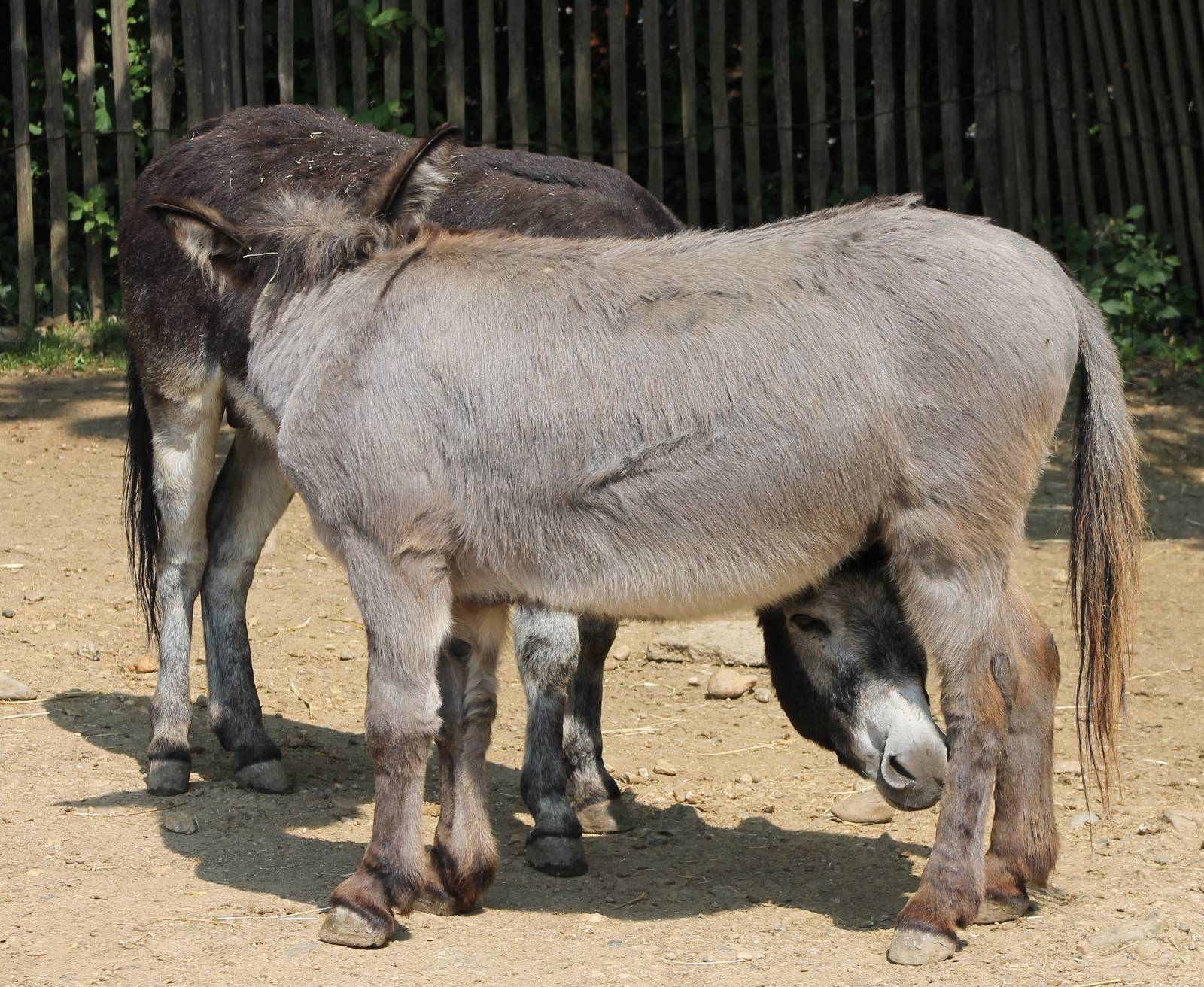 Donkeys