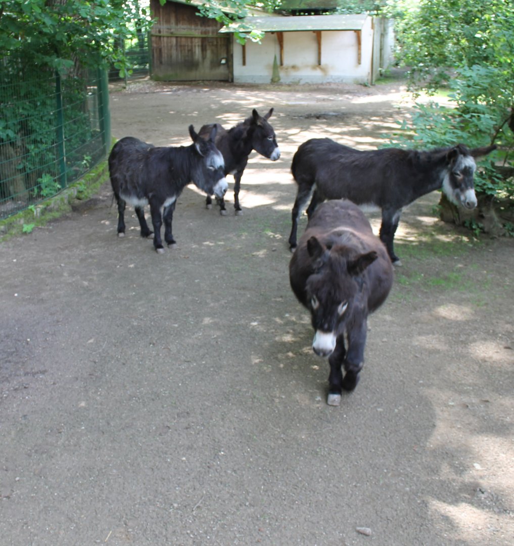 Donkeys