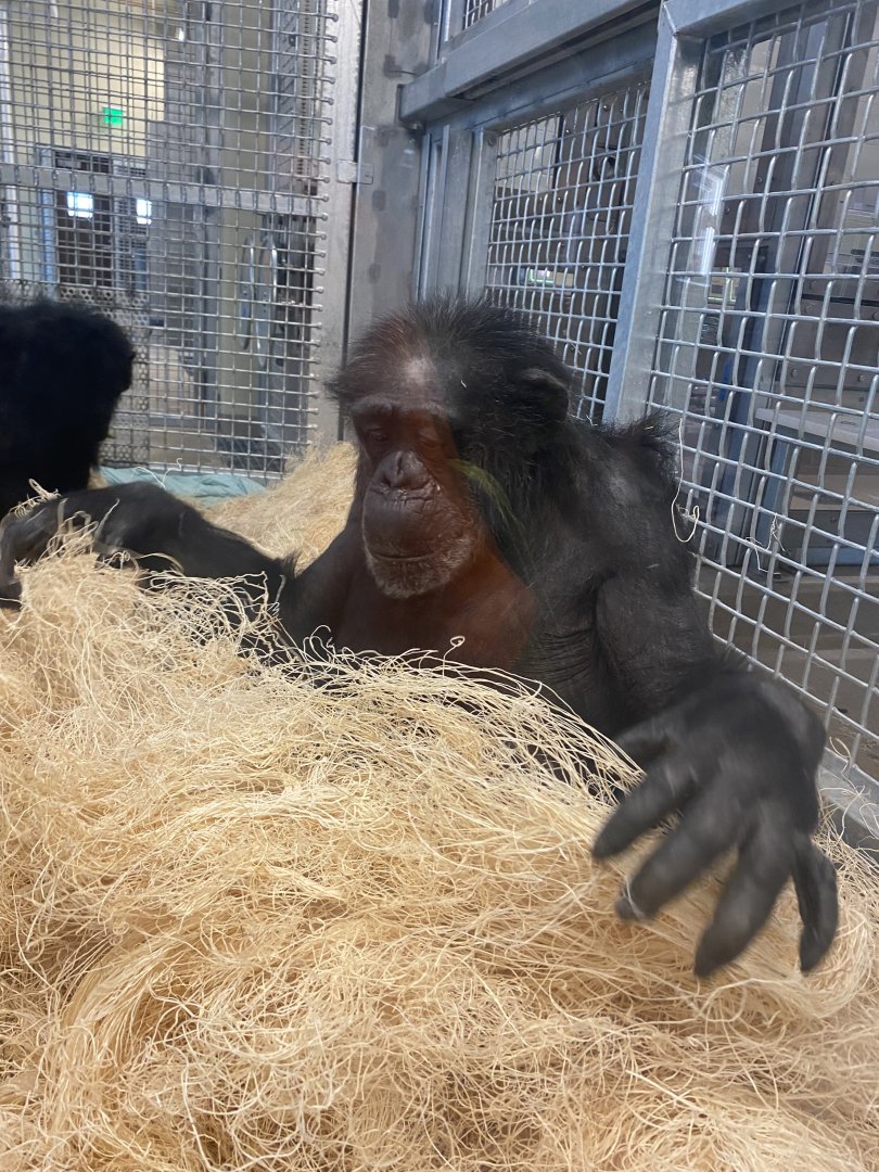 Donna - Chimpanzee - 6/28/24