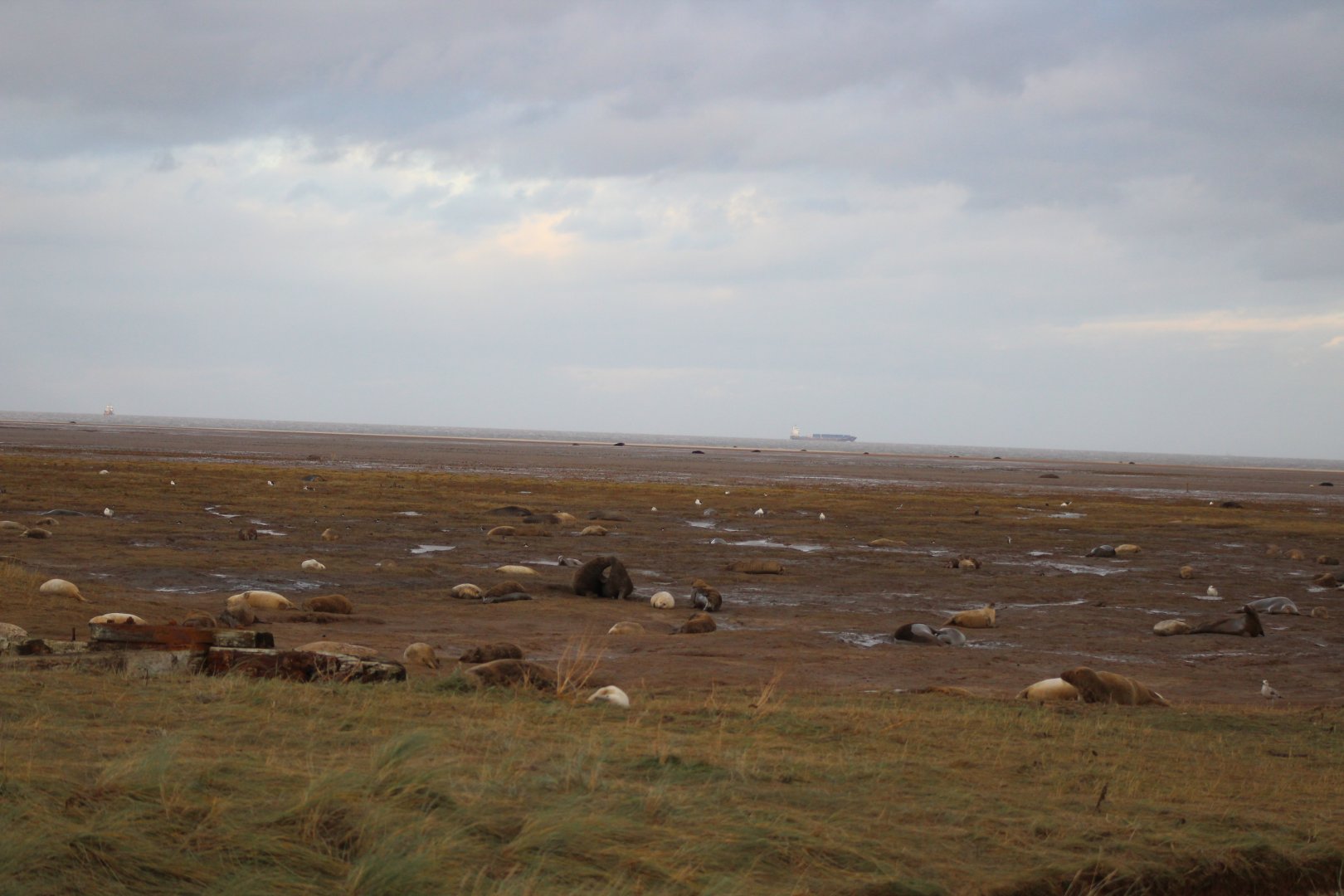 Donna Nook Nature Reserve