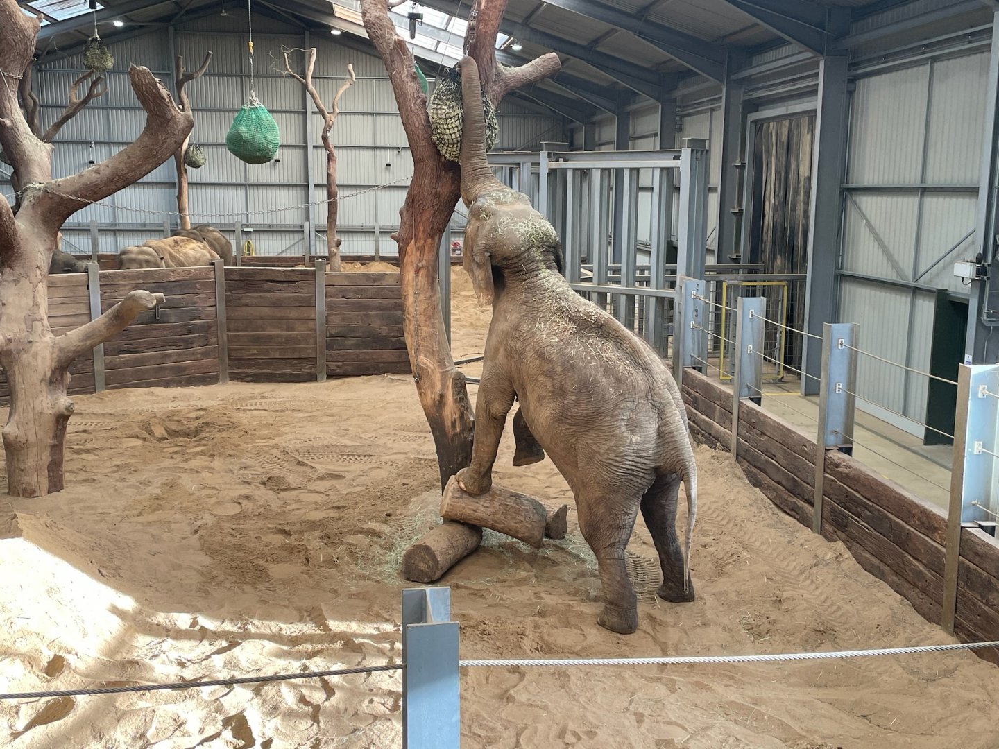 Donna the Asian Elephant, (Elephas maximus)