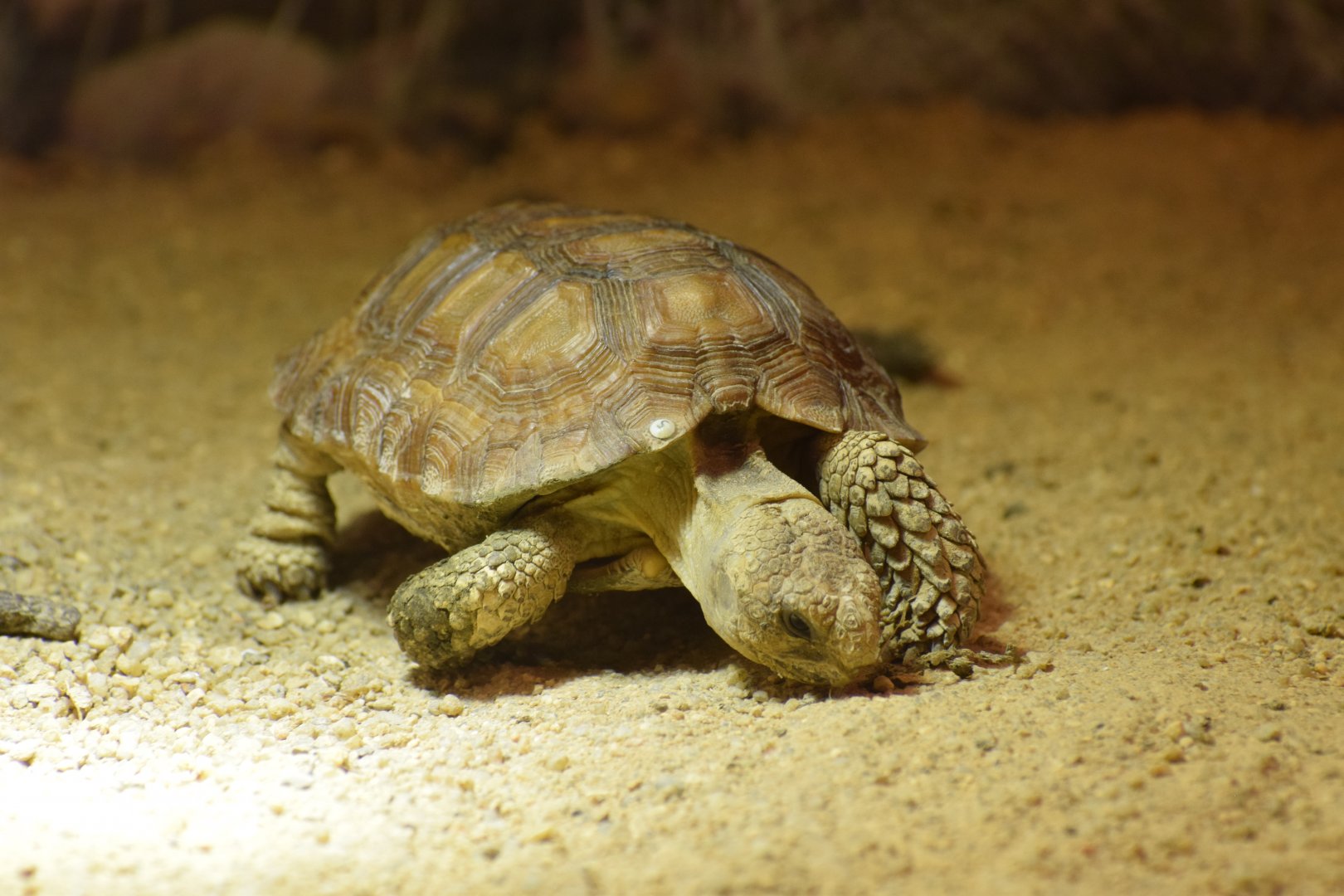 Donner-weer tortoise