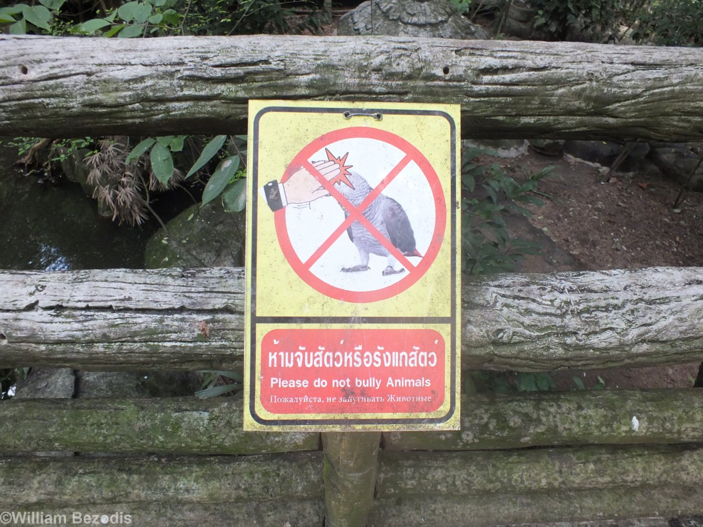 'Don't Bully the Animals'