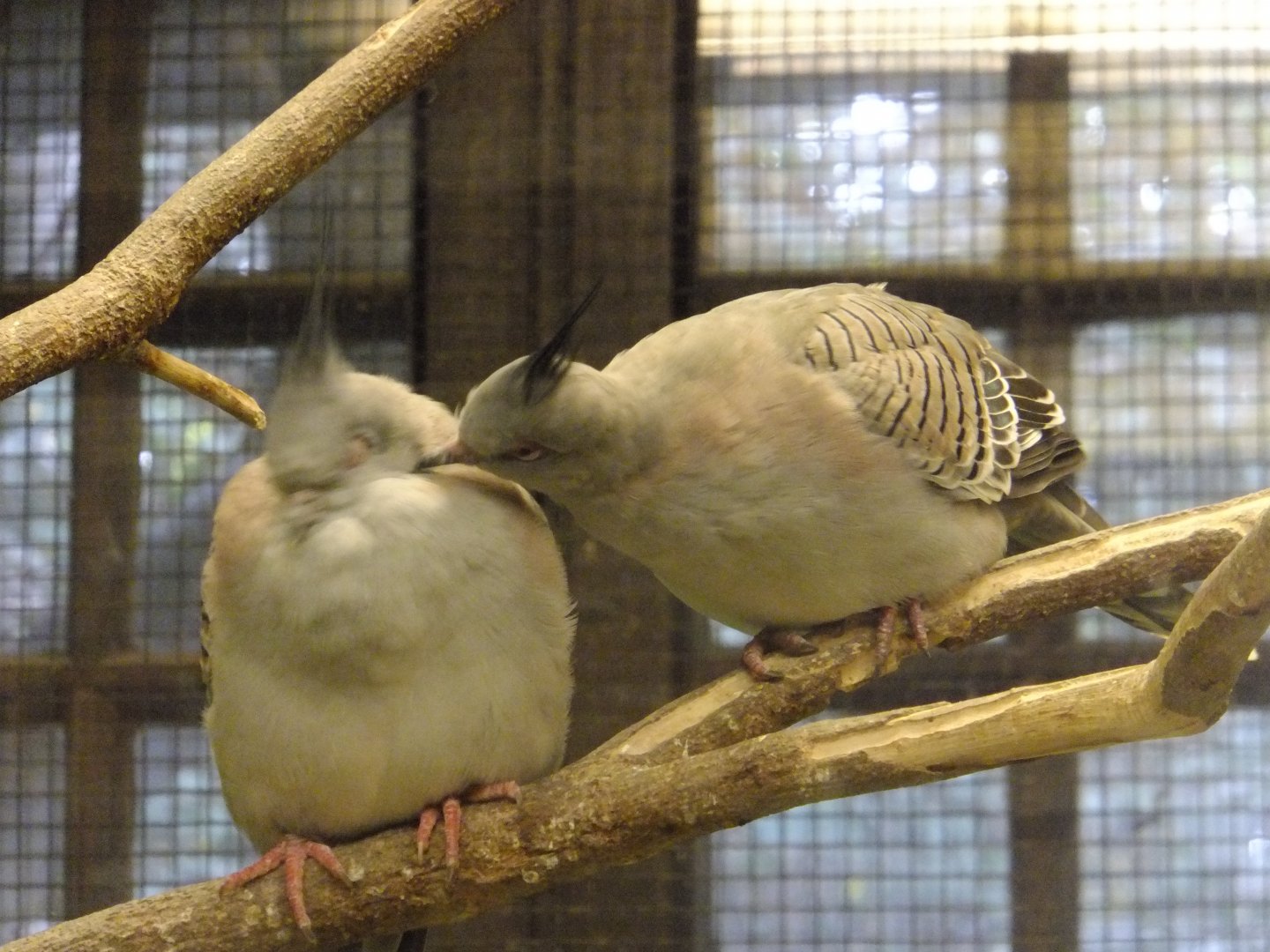 Don't kiss me! (Dove ID)