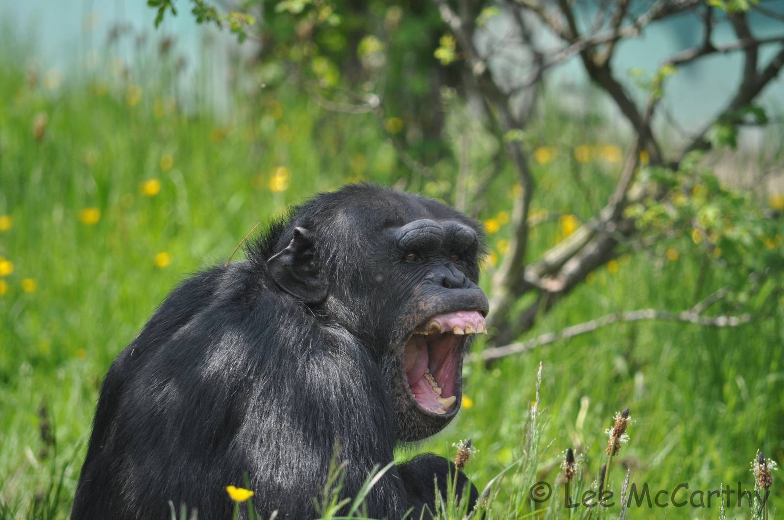 Don't Mess With Dylan!