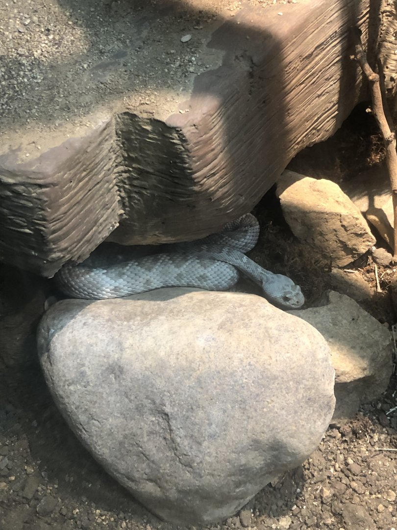 Don’t place your hand between these rocks