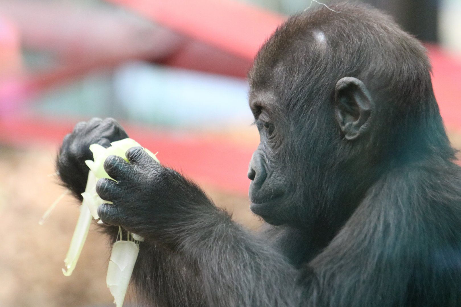 Don't Play with your Food