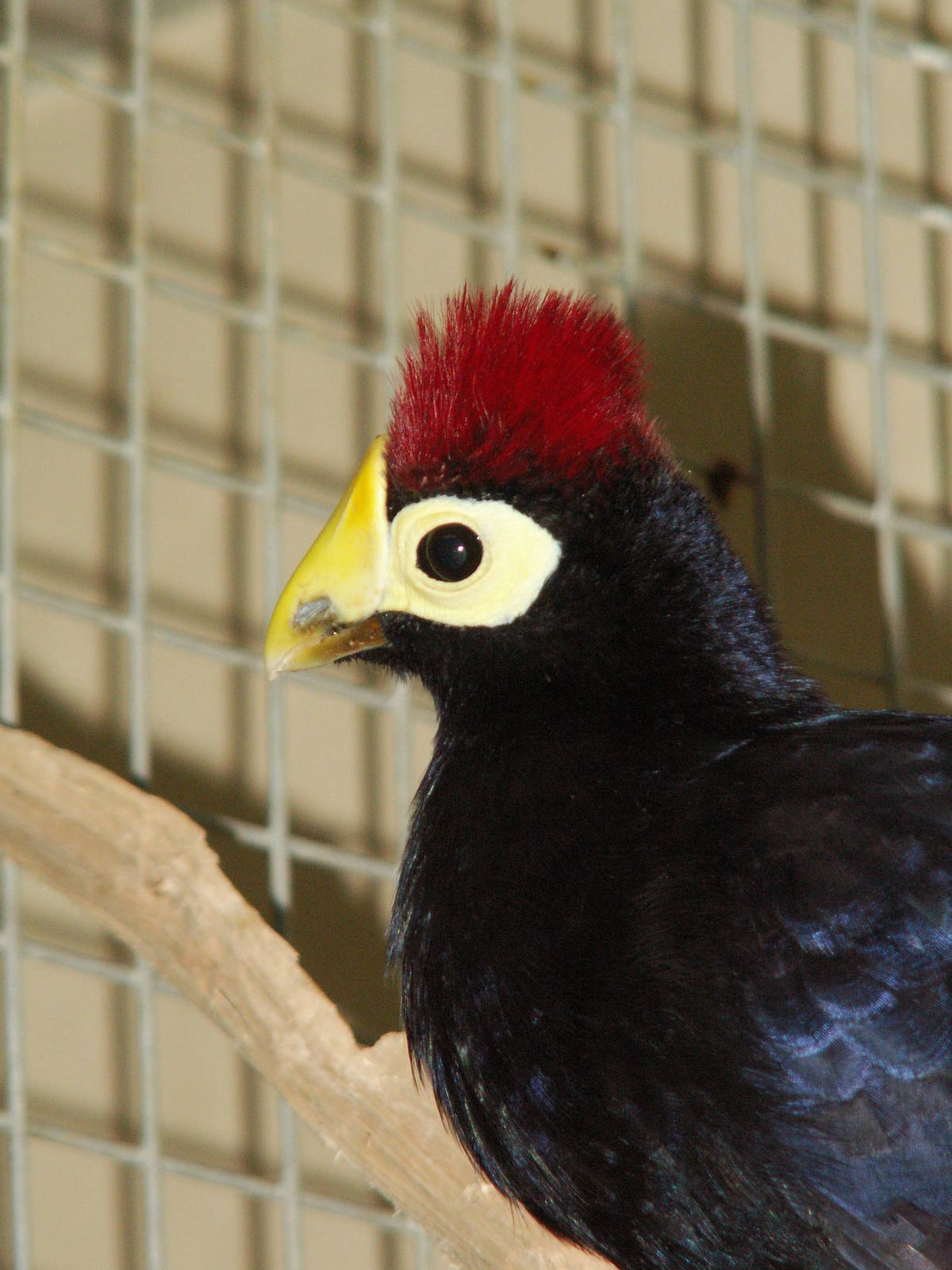 don't remember what his name