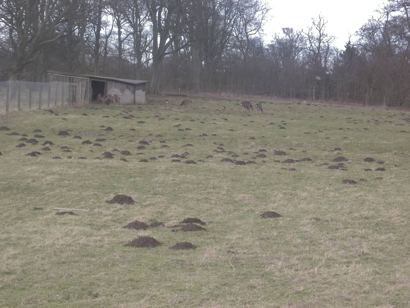 Don't talk to me about moles....., 25th January 2015
