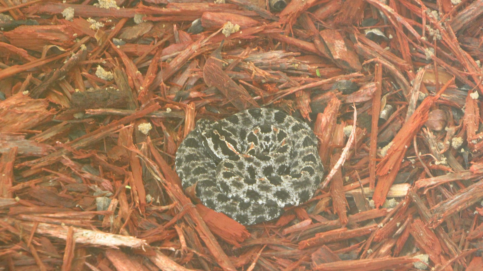 Don't Tread On Me!!!!