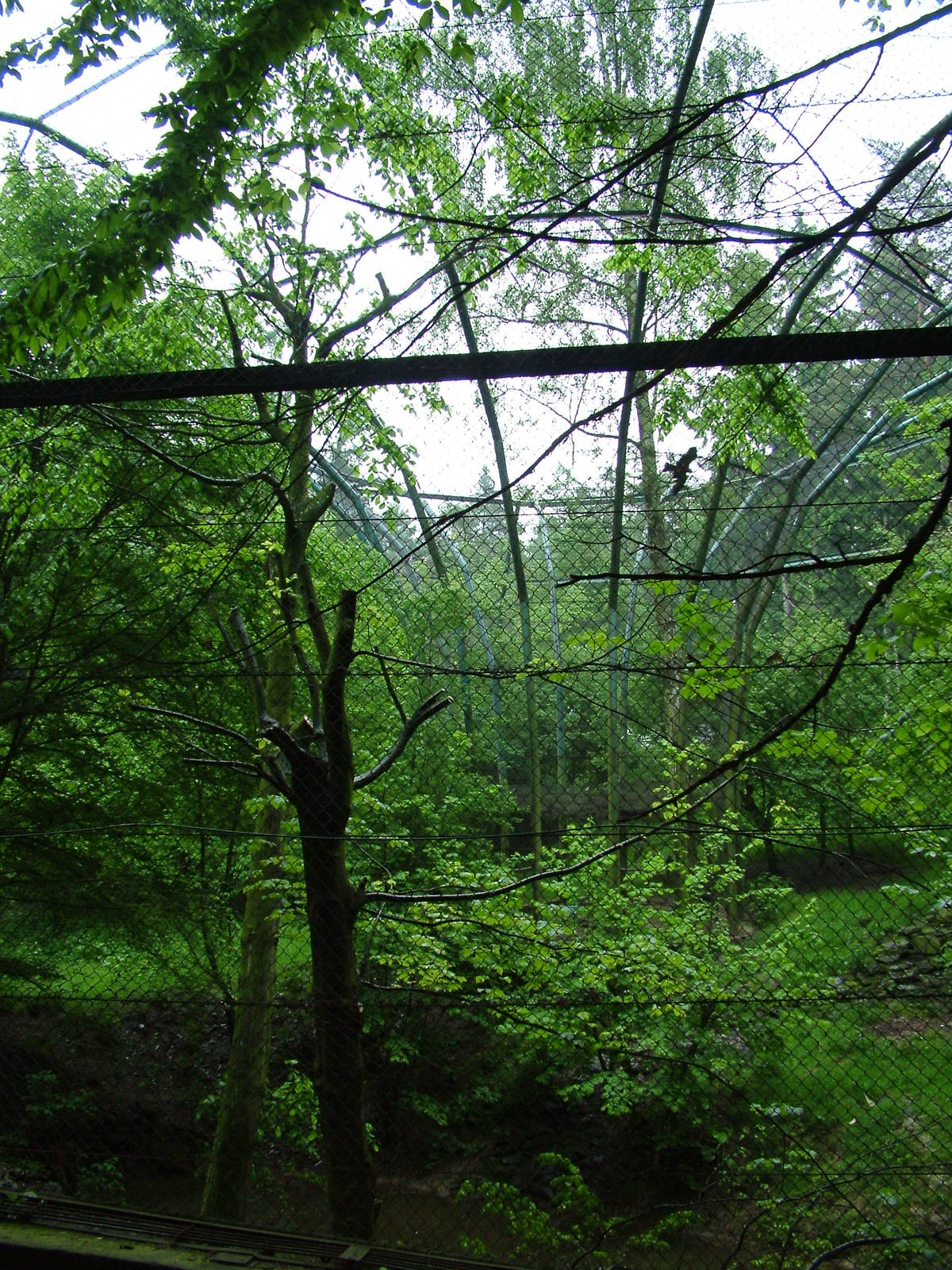 Donut Flight Aviary at Olomouc 30/05/09