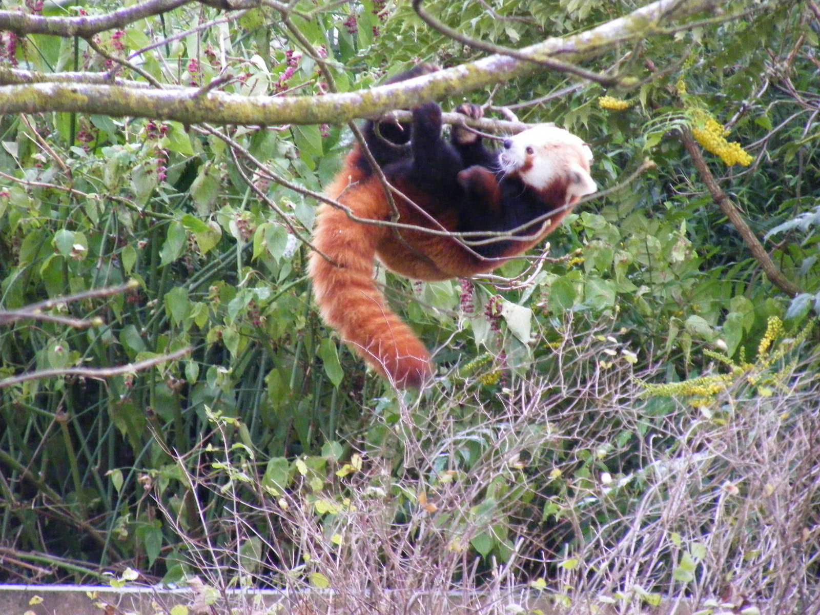 DooDoo the red panda at Cotswold Wildlife Park, 27 November 2010