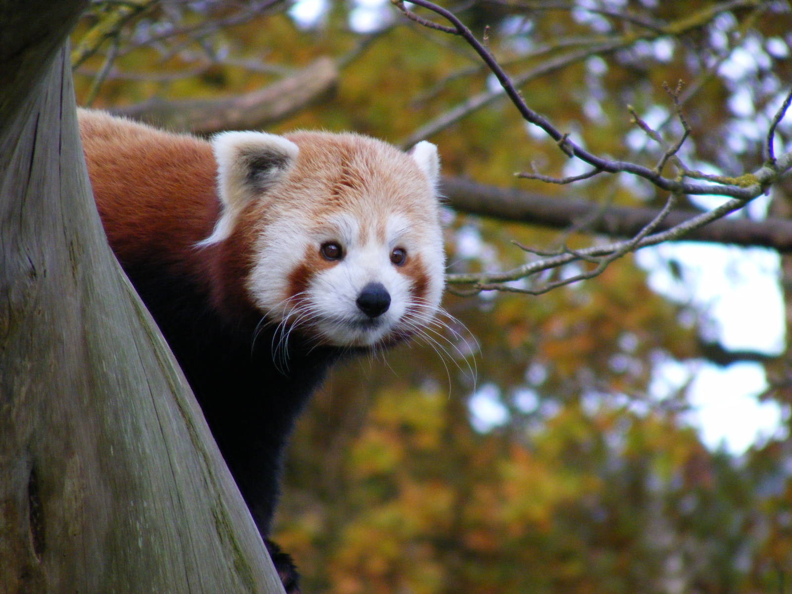 DooDoo the red panda at Cotswold Wildlife Park, 27 November 2010