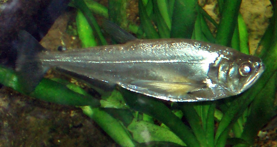 Doog Tooth Characin (Hydrolycus scomberoides)