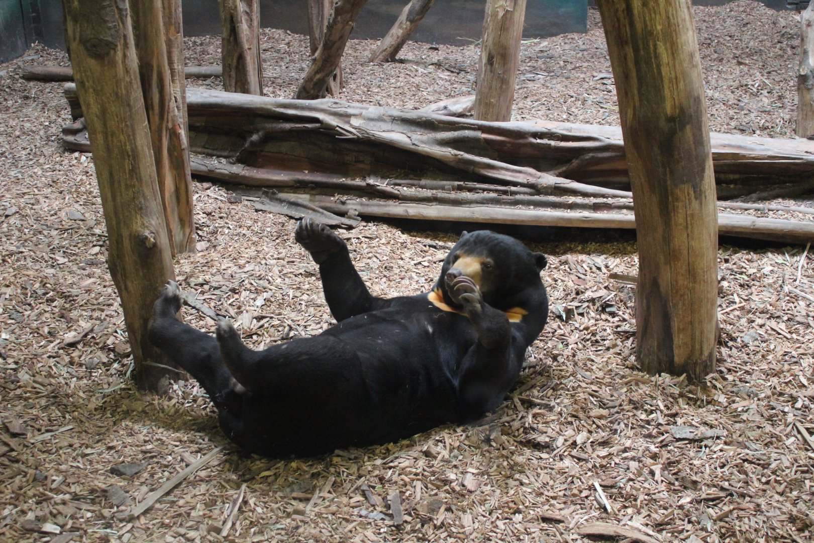 Dopey Sun Bear playing with piece of bark !