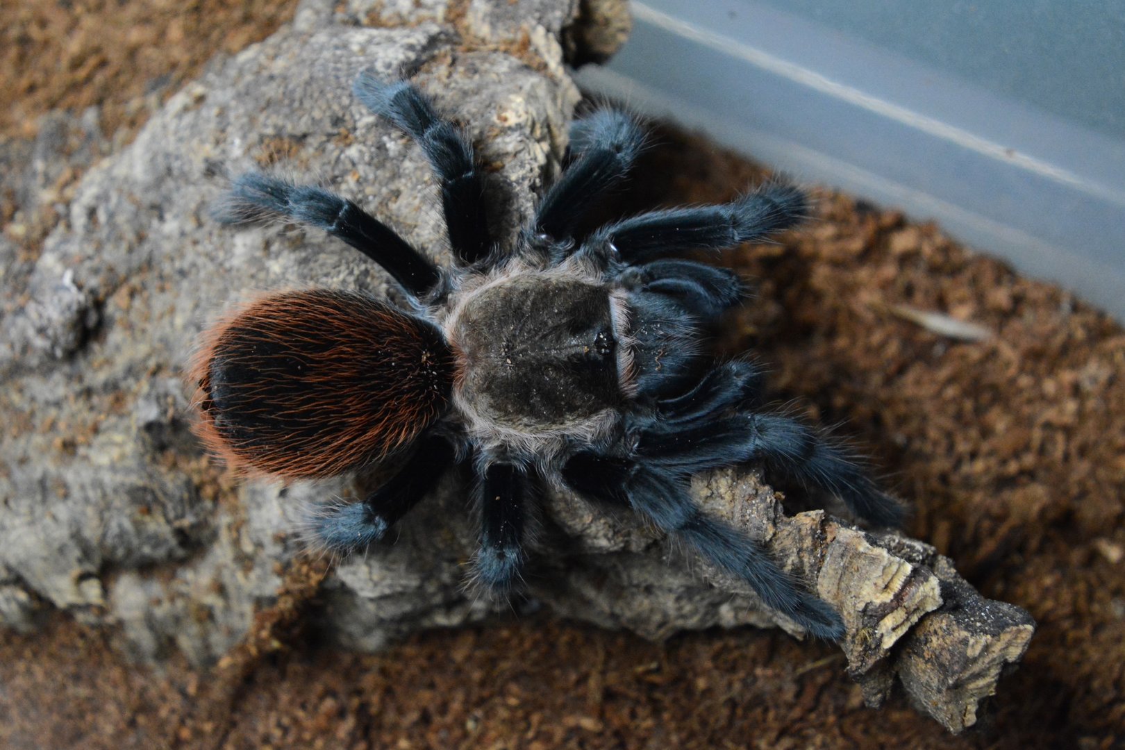 Dorada tarantula (Tliltocatl sp. 'Loc. Dorada')