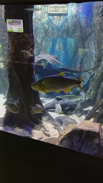 Dorado - Amazonian fishes - São Paulo aquarium