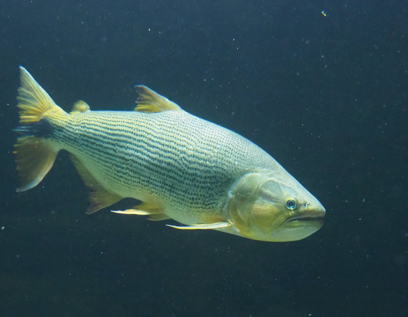 Dorado (Salminus brasiliensis), 2023-04-08